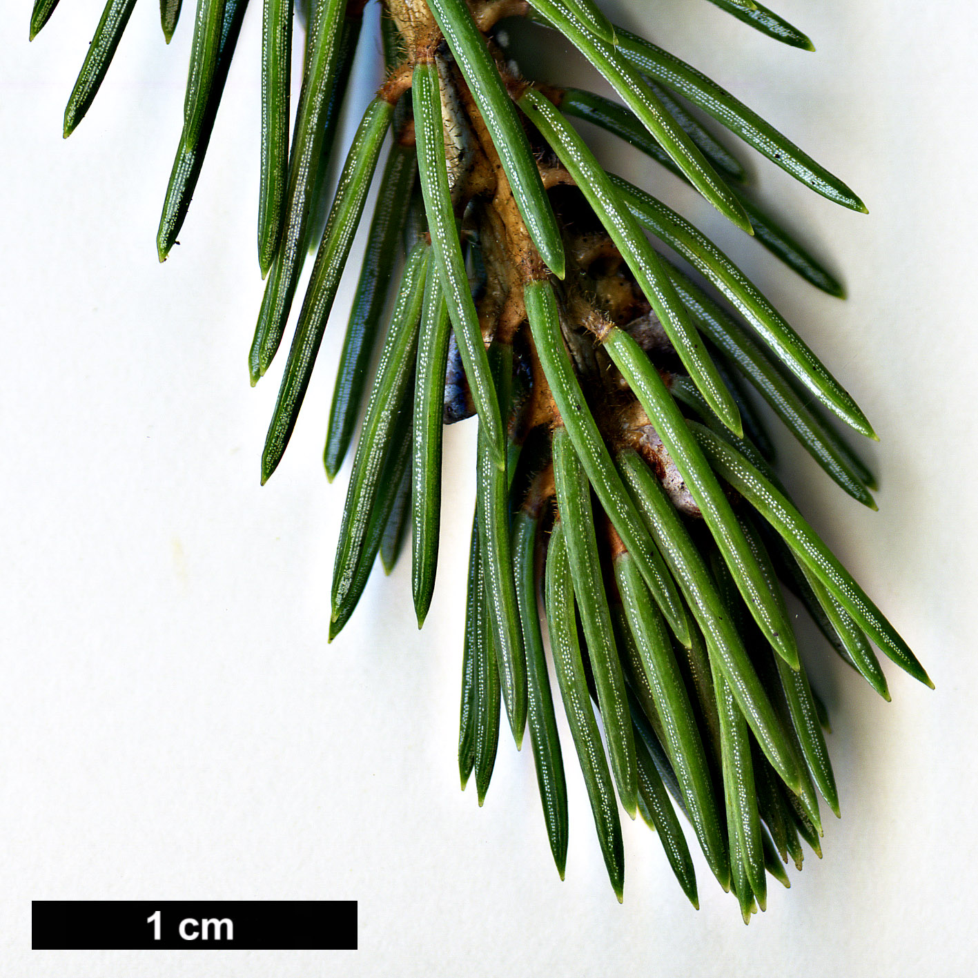 High resolution image: Family: Pinaceae - Genus: Picea - Taxon: likiangensis - SpeciesSub: var. rubescens